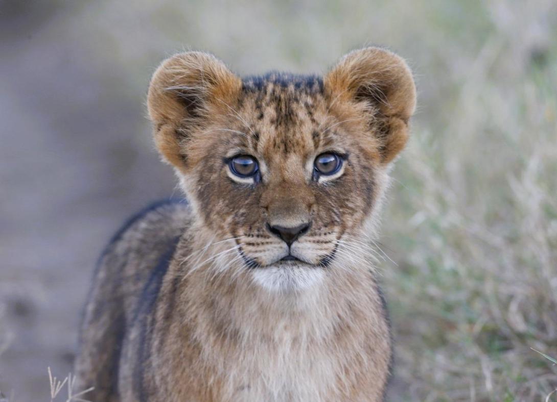 Lionceau photographié par un participant - chantier jeunes écovolontariat au Kenya